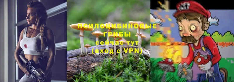 Псилоцибиновые грибы Psilocybine cubensis  Холмск 